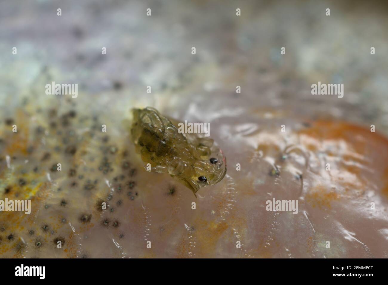 Comune luca di pesce, Argulus fogliaceus su persico fotografato con alta magnifcazione Foto Stock