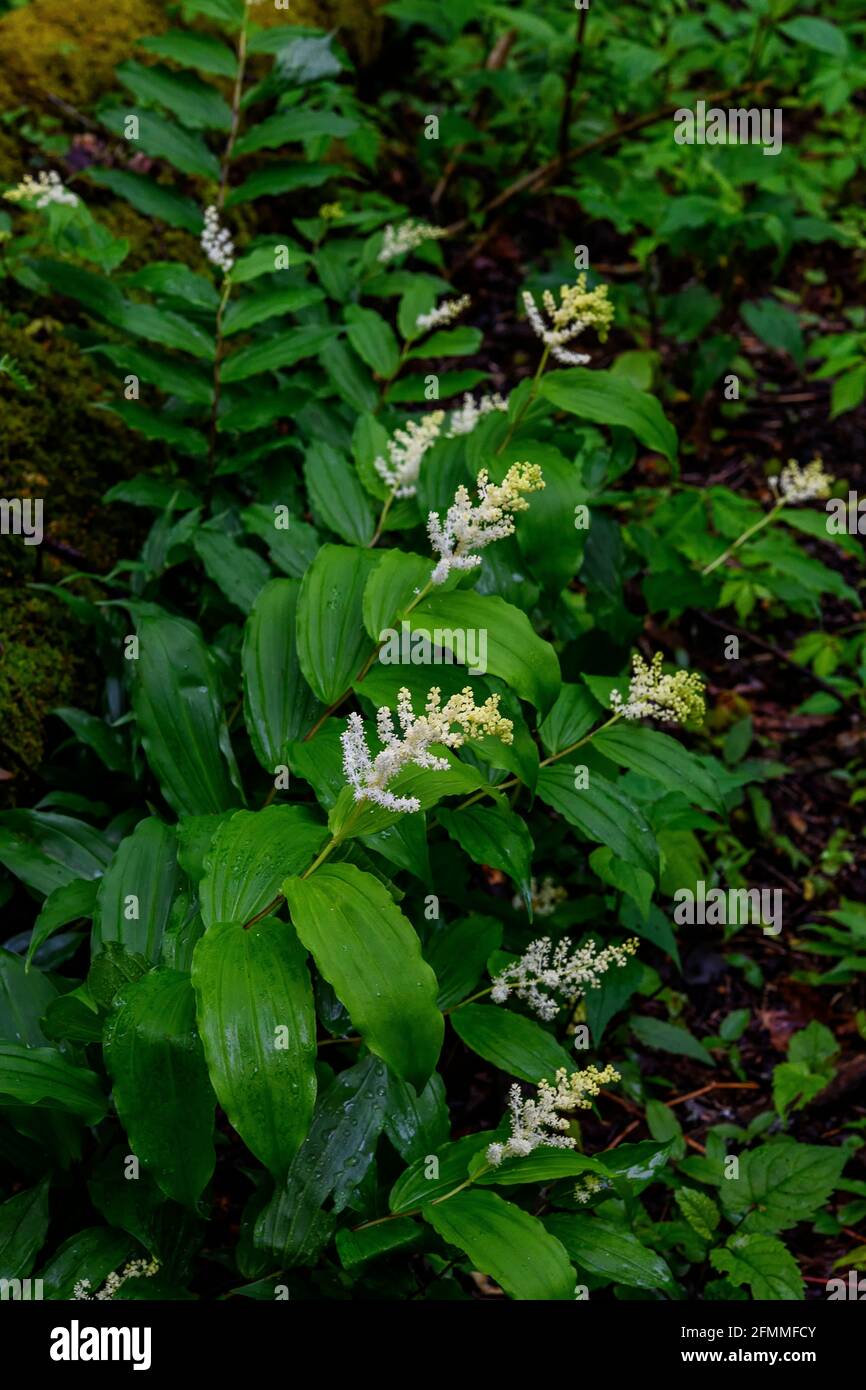 False Solomon's Seal, Great Smoky Mountains National Park, Tennessee Foto Stock