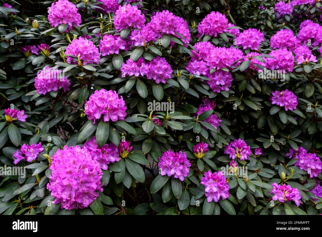 Bush Rhodendron in piena fioritura, Great Smoky Mountains National Park, Carolina del Nord Foto Stock