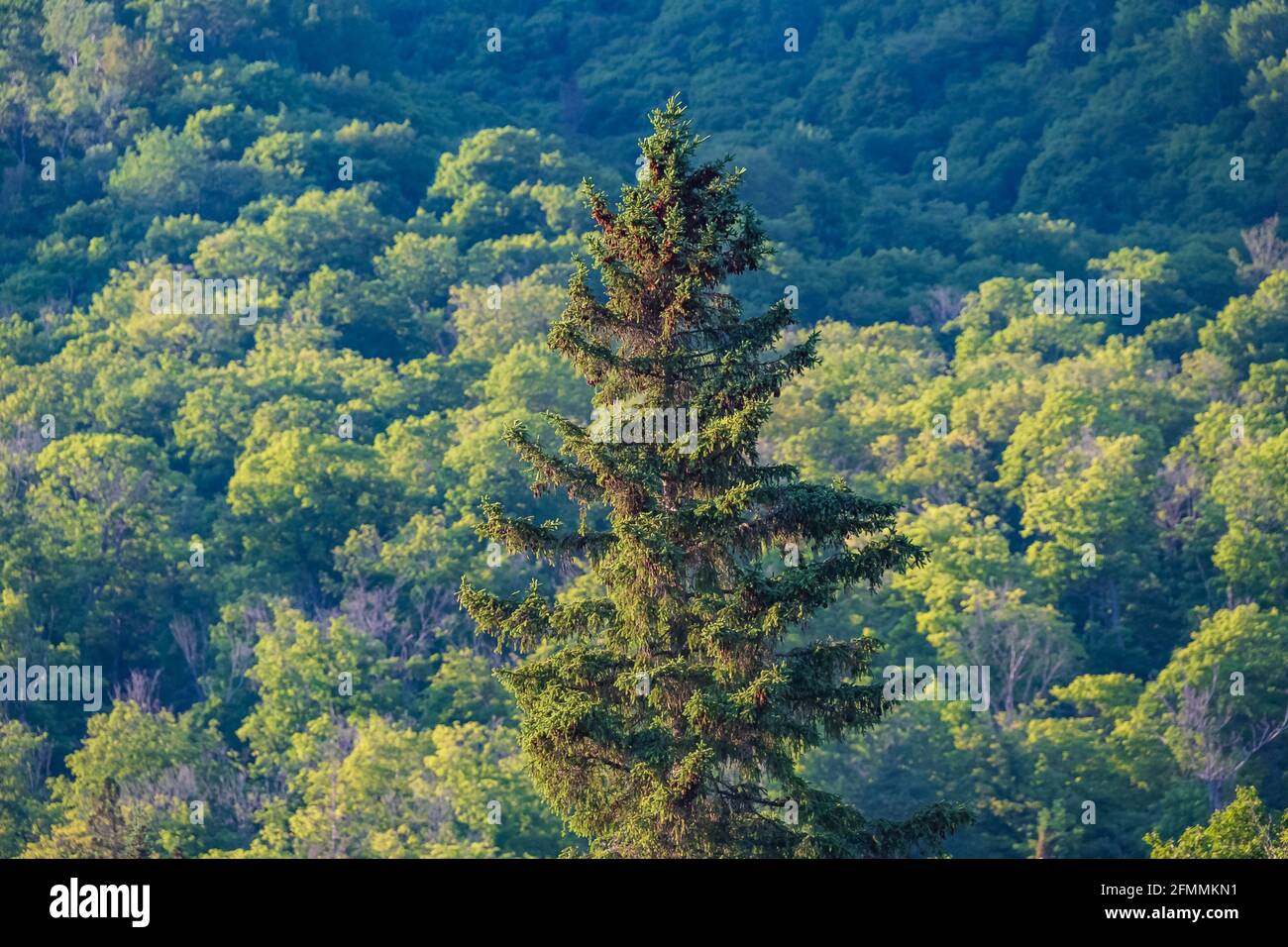 Canadian Forest in estate Foto Stock