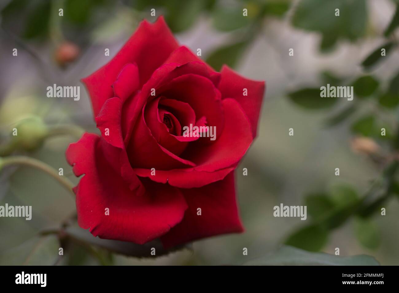 Rosa rossa su uno sfondo verde Foto Stock