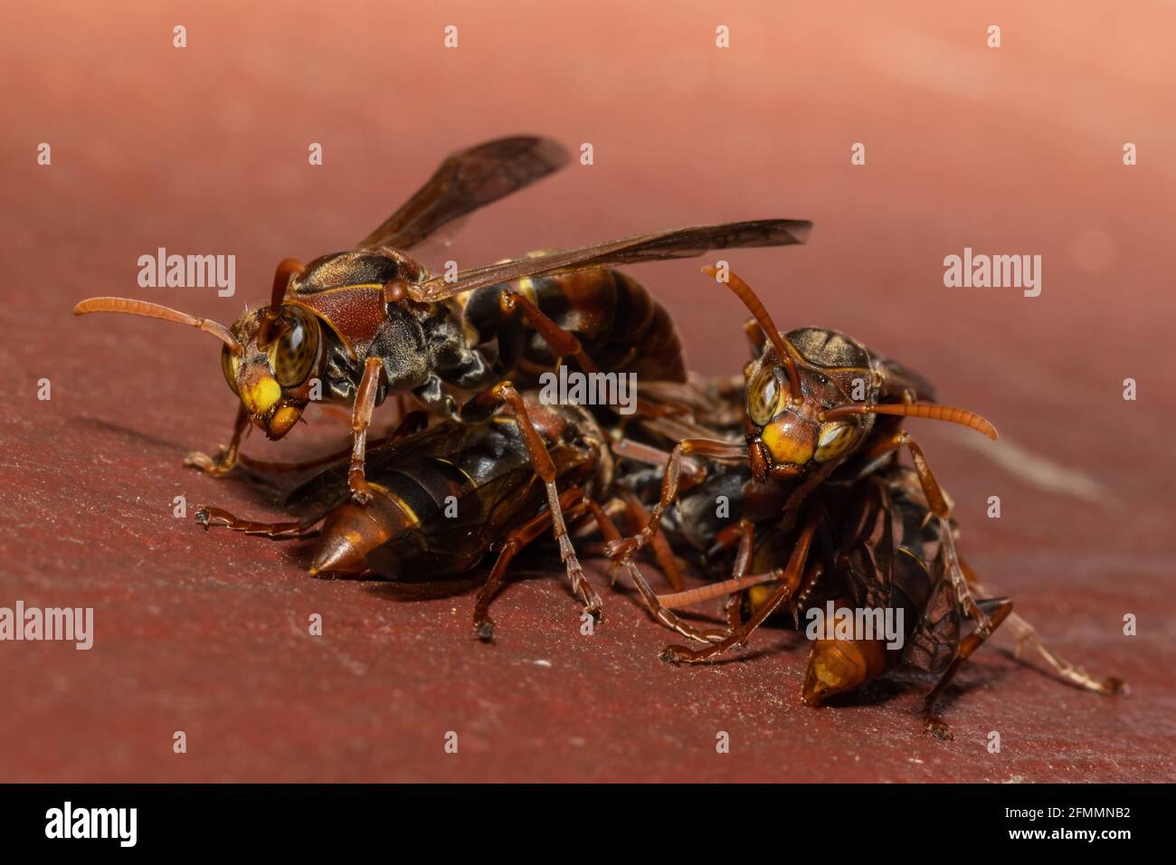 Australian Paper Wasps che si riuniscono insieme Foto Stock