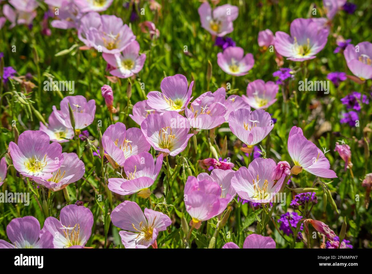 Campo con colorati fiori selvatici viola in Hagerman Wildlife Refuge, Texas Foto Stock