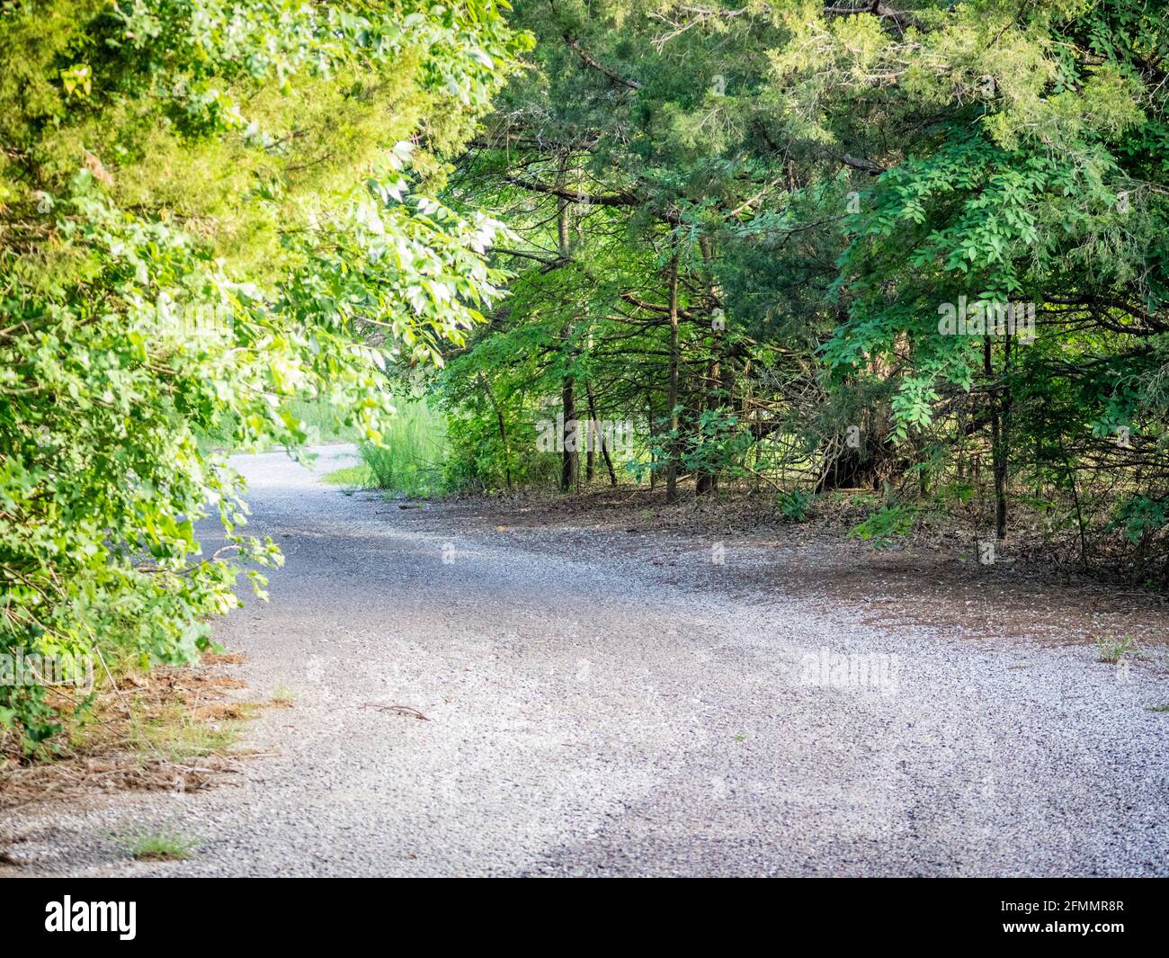Un sentiero forestale con il sole che splende attraverso il fogliame in Pinnacle Parco Nazionale Foto Stock