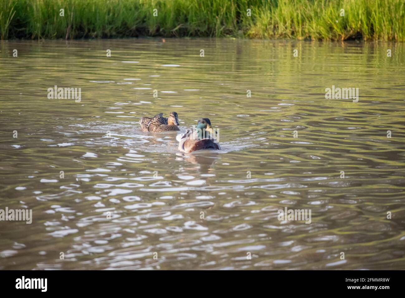 Mallard nuoto presso il lago di Texoma, Texas Foto Stock