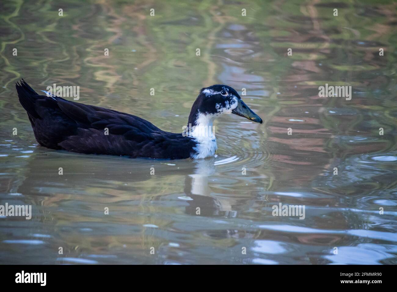 Un black duck nuoto presso il lago di Texoma, Texas Foto Stock