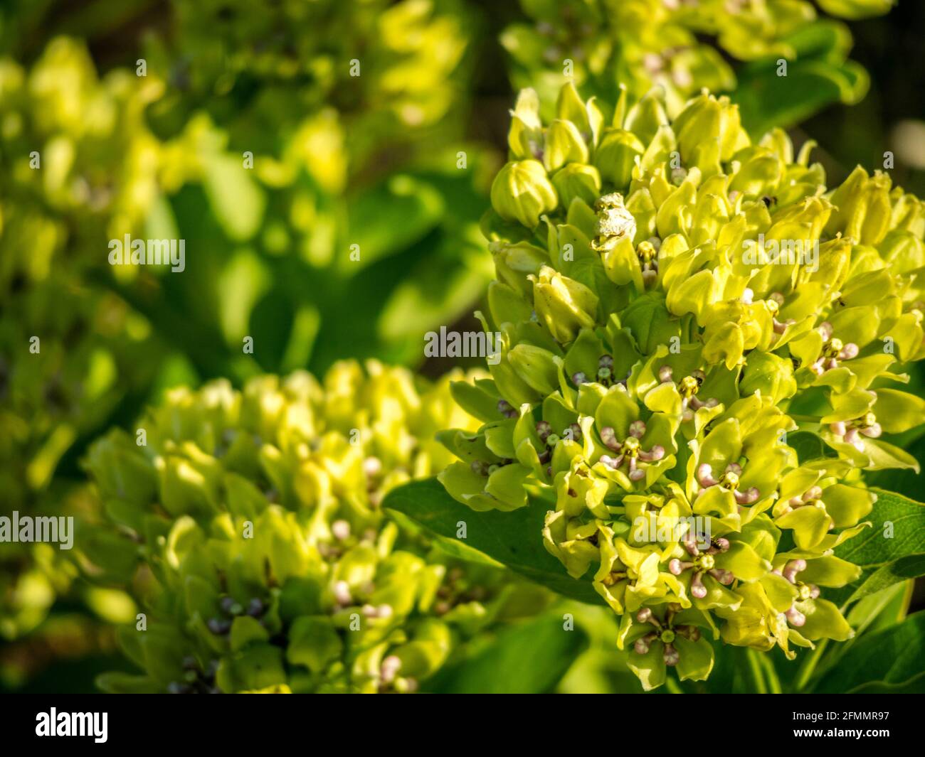 Un impianto di Alison nel lago Texoma, Texas Foto Stock