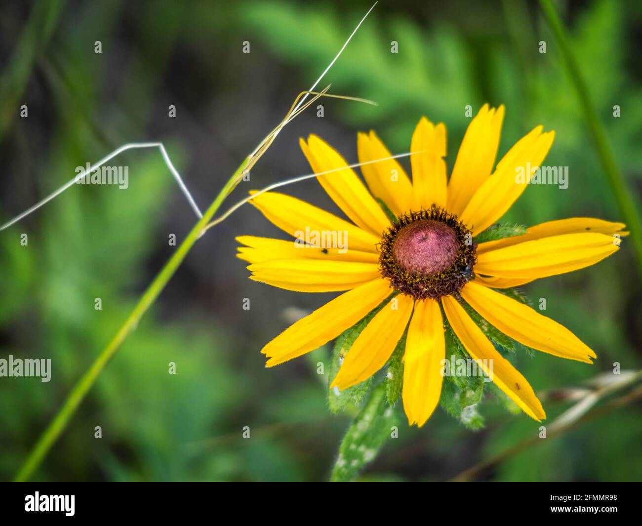 Black-eyed Susan fiore nel lago Texoma, Texas Foto Stock