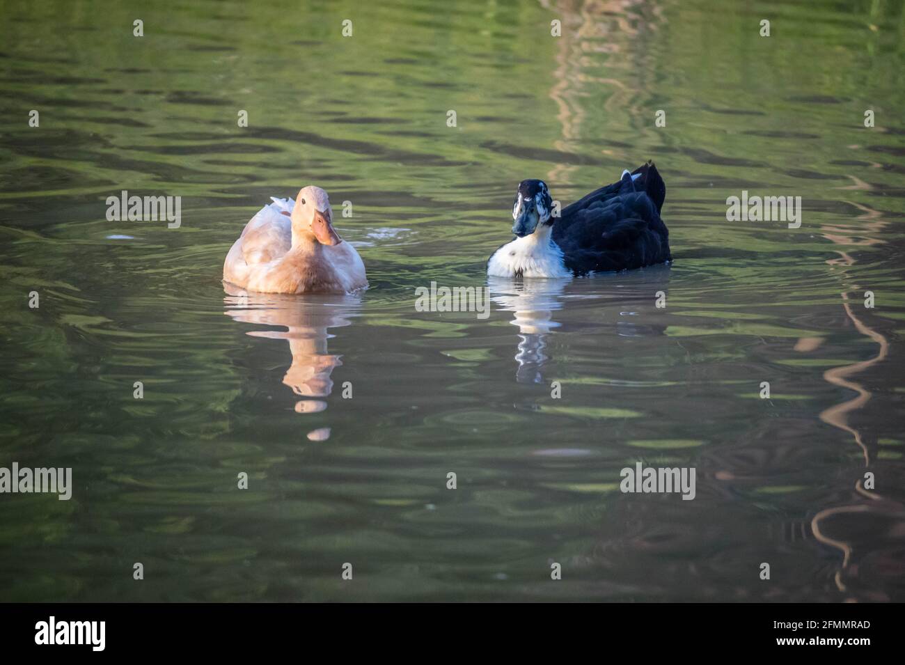 Un bianco e nero anatre nuoto presso il lago di Texoma, Texas Foto Stock