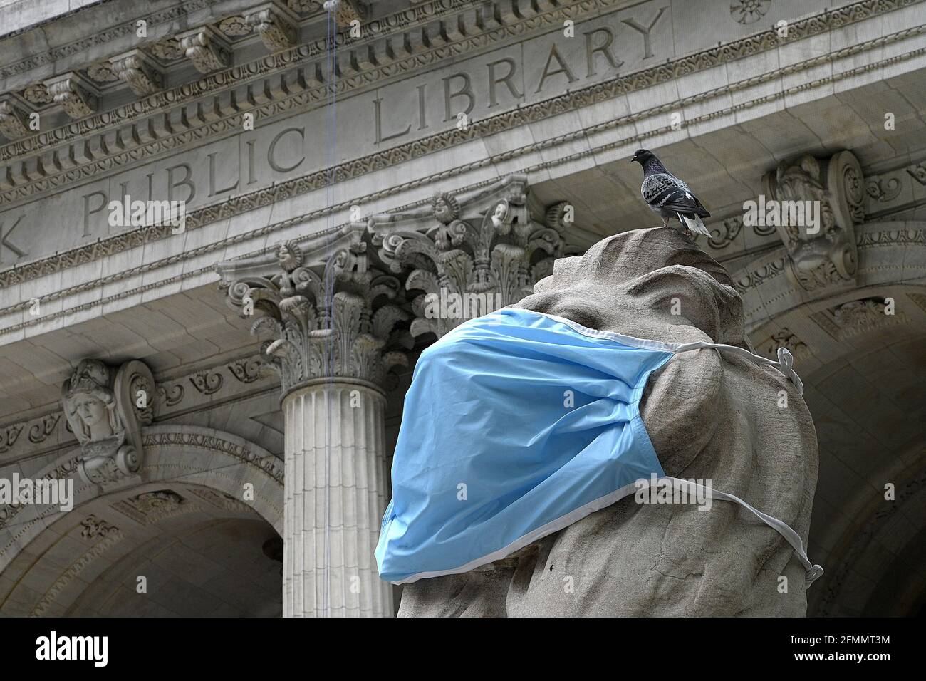 New York City, Stati Uniti. 10 maggio 2021. Un piccione siede in cima alla "Fortitude" il leone ai gradini della New York Public Library Stephen A. Schwarzman Building, ora aperto al pubblico ma accessibile solo con un appuntamento, New York, NY, 10 maggio 2021. Nell'ambito della riapertura graduale, la New York Public Library offre servizi estesi, tra cui un tempo di navigazione limitato di 30 minuti e luoghi di prelievo e go selezionati, con appuntamenti. (Foto di Anthony Behar/Sipa USA) Credit: Sipa USA/Alamy Live News Foto Stock