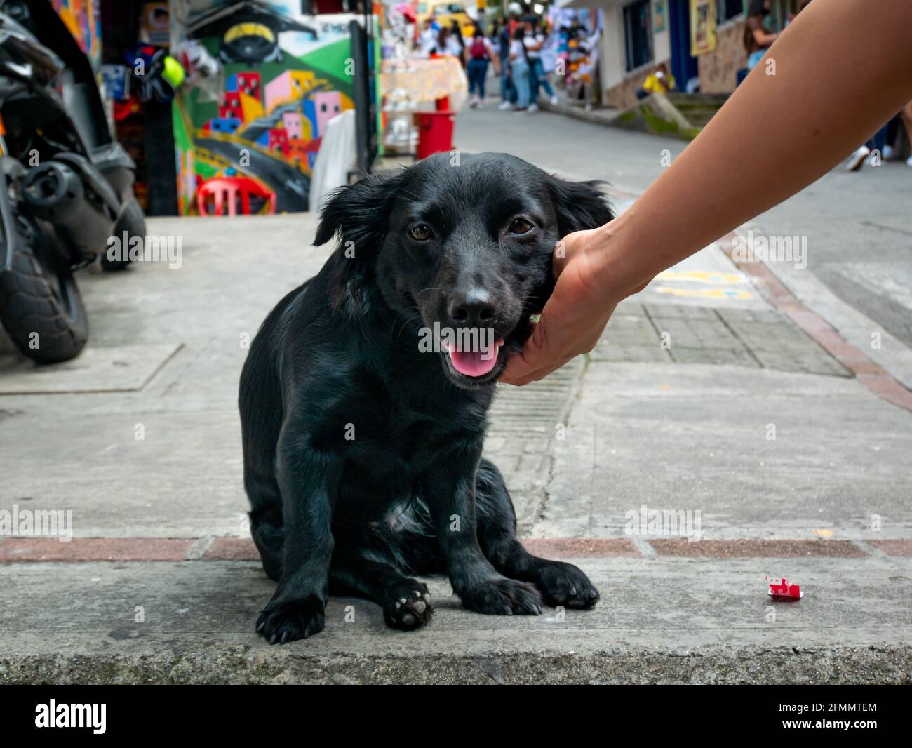 Mongrel Black Dog con un volto felice nel Comuna 13, quartiere turistico di Medellin, Colombia Foto Stock