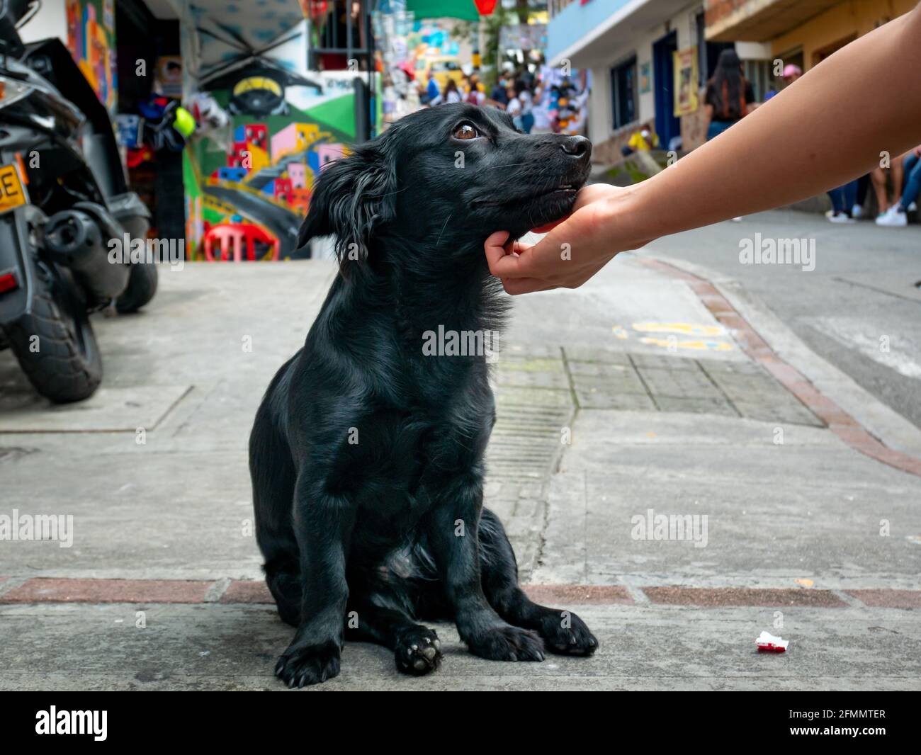 Una mano di donna carezza un cane nero Mongrel panting con un volto felice nel Comuna 13, quartiere turistico di Medellin, Colombia Foto Stock