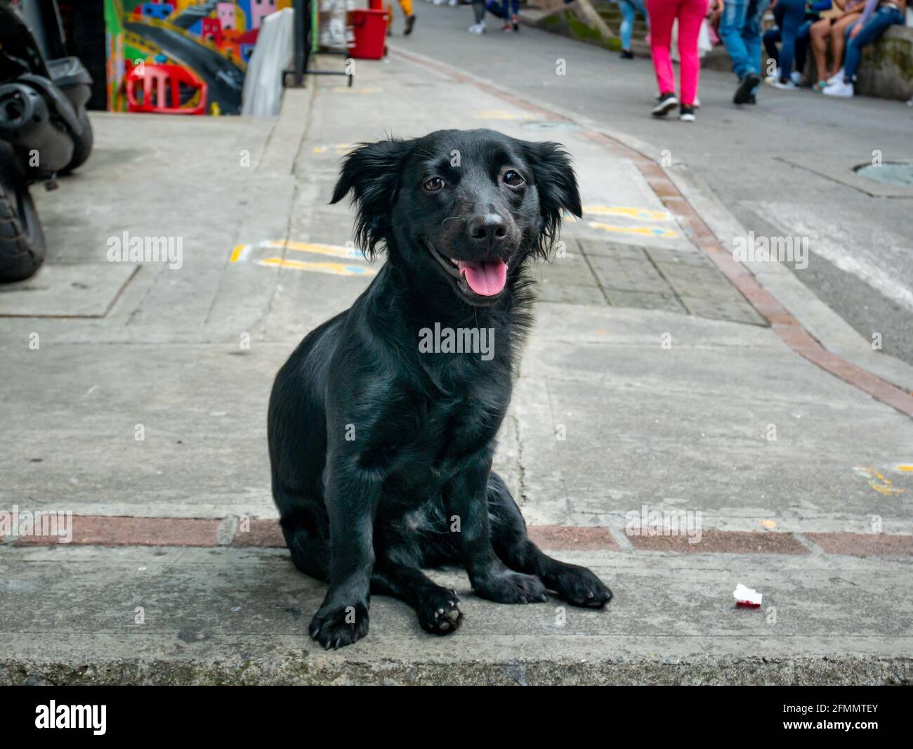 Mongrel Black Dog con un volto felice nel Comuna 13, quartiere turistico di Medellin, Colombia Foto Stock