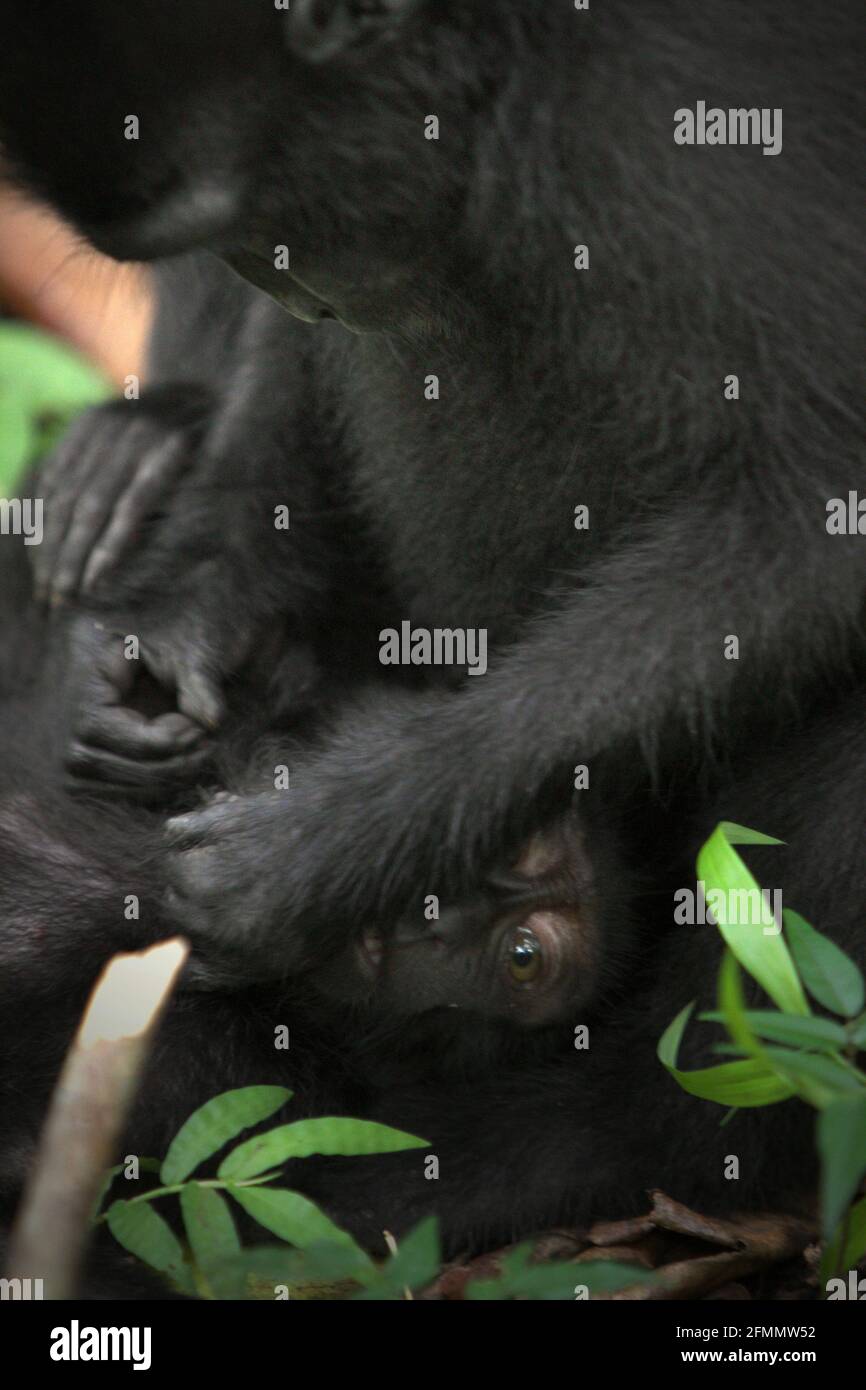 I macachi neri di Sulawesi (Macaca nigra) stanno radunando nella foresta di Tangkoko, Sulawesi settentrionale, Indonesia. Gli scienziati Primate hanno rivelato che le reti di governare in questi macachi criticamente minacciati sono robuste. Le connessioni e le attività sociali sono fortemente influenzate dalla gerarchia sociale e debolmente vincolate dalla parentela. Foto Stock