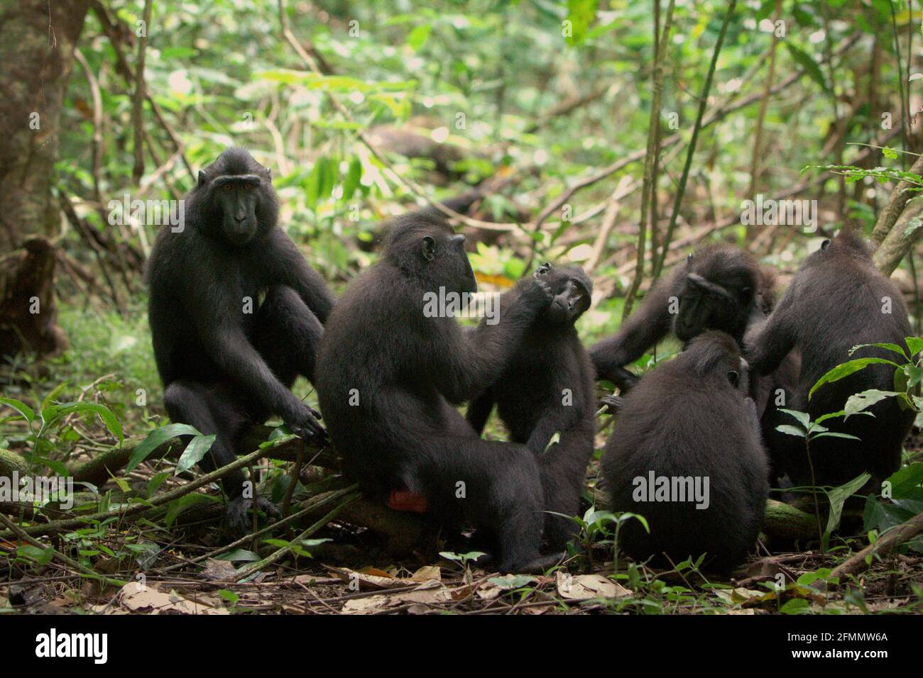 Una truppa di macachi neri Sulawesi (Macaca nigra) viene fotografata durante la loro attività sociale nella Riserva Naturale di Tangkoko, Sulawesi settentrionale, Indonesia. Gli scienziati Primate hanno rivelato che le reti di governare in questi macachi criticamente minacciati sono robuste. Le connessioni e le attività sociali sono fortemente influenzate dalla gerarchia sociale e debolmente vincolate dalla parentela. Foto Stock