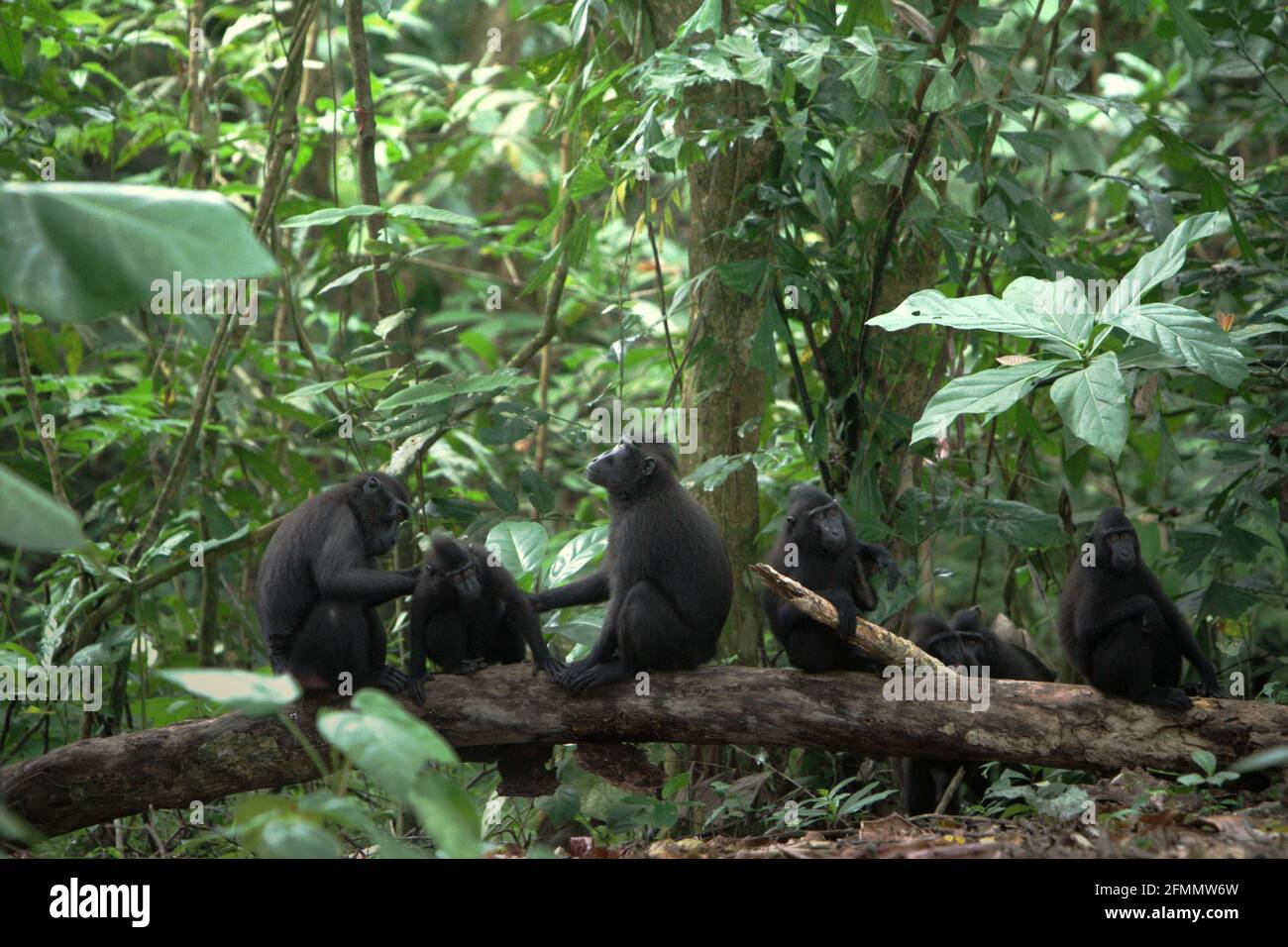 Celebes macachi crested che brulica durante l'attività sociale nella foresta di Tangkoko, Sulawesi del Nord, Indonesia. Gli scienziati Primate hanno rivelato che le reti di grooming in questi macachi criticamente minacciati sono robuste. Le connessioni e le attività sociali sono fortemente influenzate dalla gerarchia sociale e debolmente vincolate dalla parentela. Foto Stock