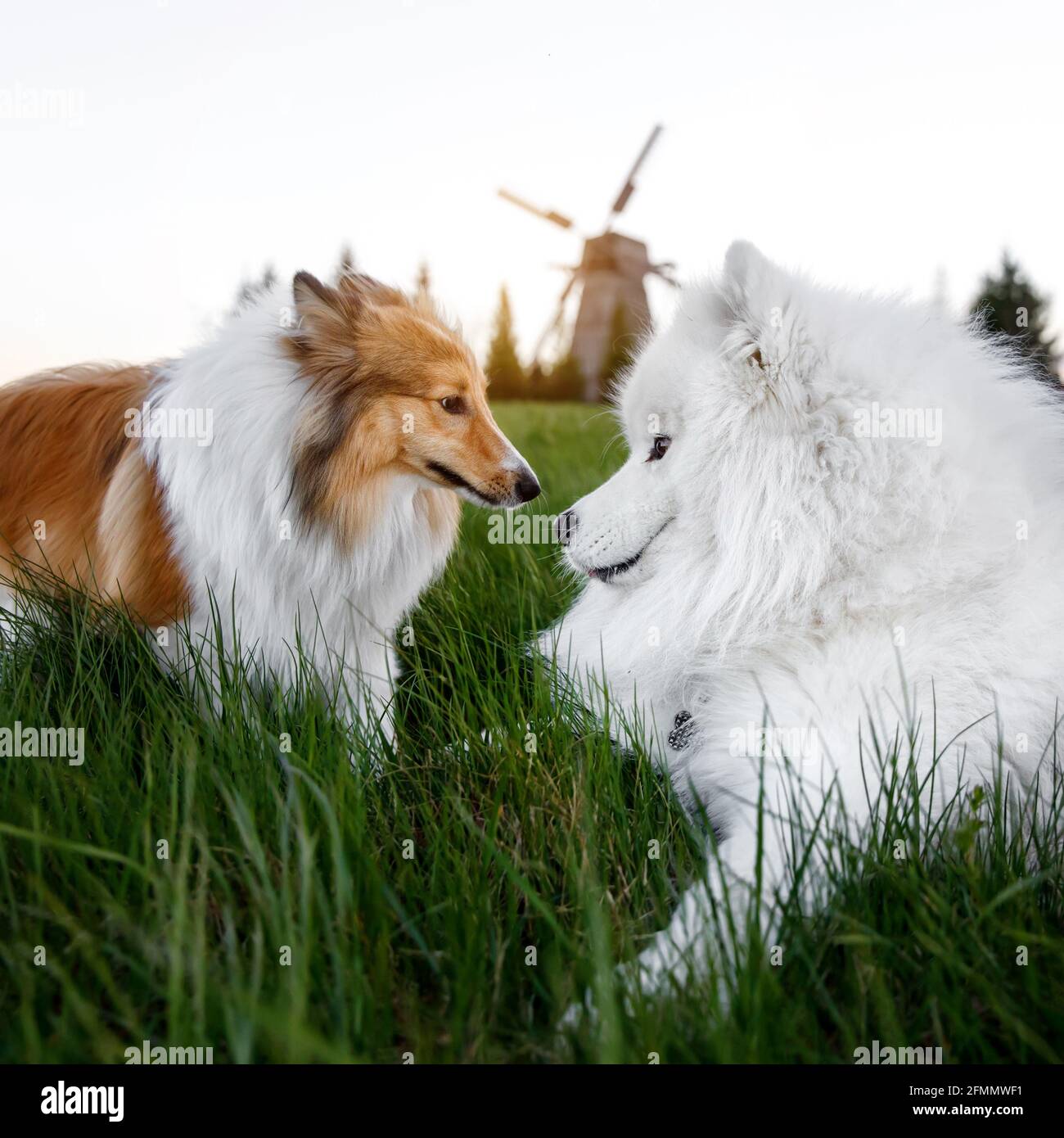 Due cani sono seduti sul prato. Mulino sullo sfondo. Sheltie e Samoyed - l'amicizia di Bjelker Foto Stock