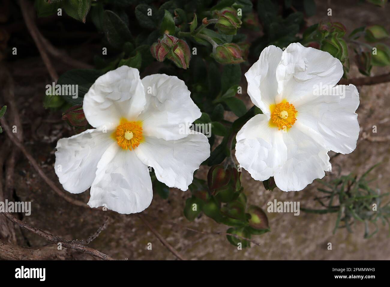 Cistus x obtusifolius ‘thrive’ rock rose THRIVE – fiori bianchi e piccole foglie di verde scuro, maggio, Inghilterra, Regno Unito Foto Stock