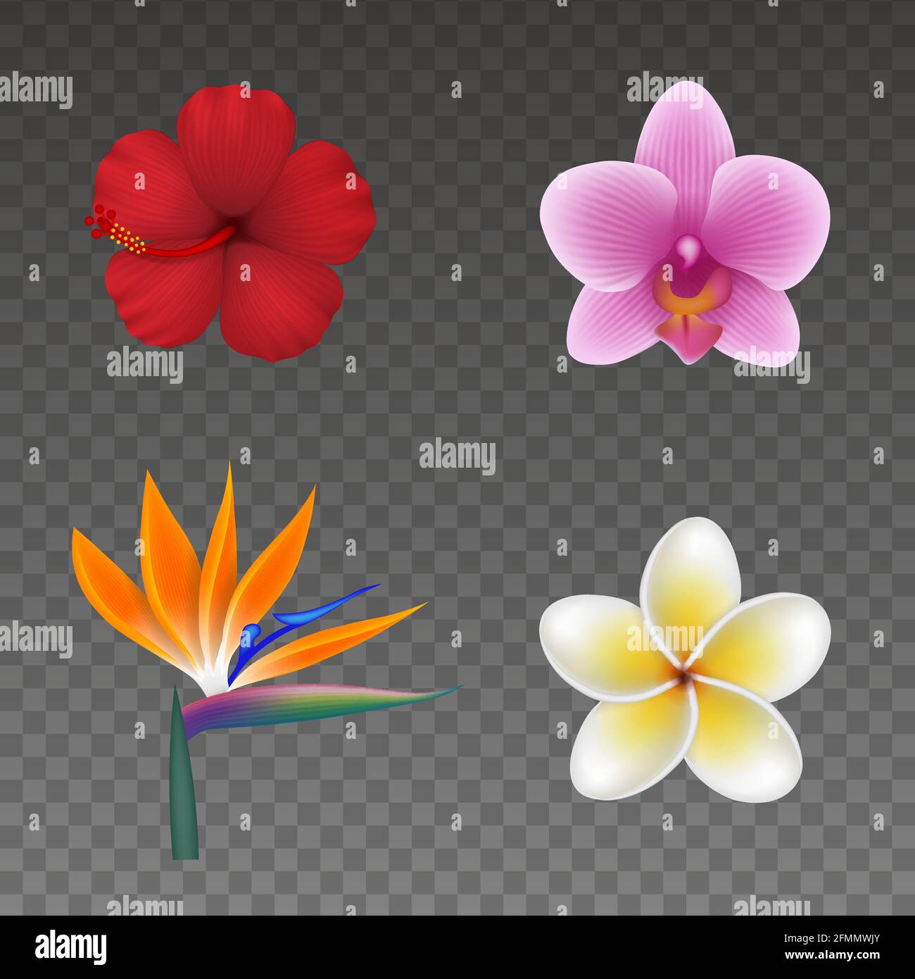Set di fiori tropicali isolati. Fiori esotici colorati per gli sfondi estivi Illustrazione Vettoriale