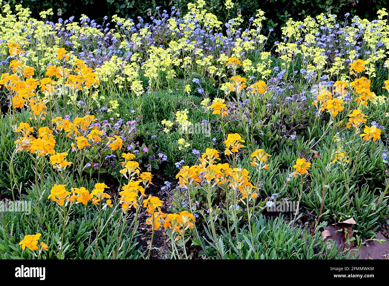 Erysimum marshallii / allionii Wallflower Siberiano Erysimum pulchellum Wallflower alpino – fiori d'arancio e gialli, maggio, Inghilterra, Regno Unito Foto Stock