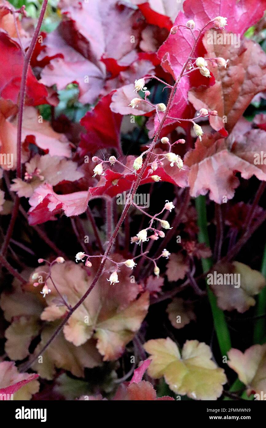 Heuchera ‘Mahogany’ radice di allume / campane di corallo Mahogany - fiori tubolari di giallo chiaro e foglie di palmato arancione chiaro, fondo rosso ciliegia Foto Stock