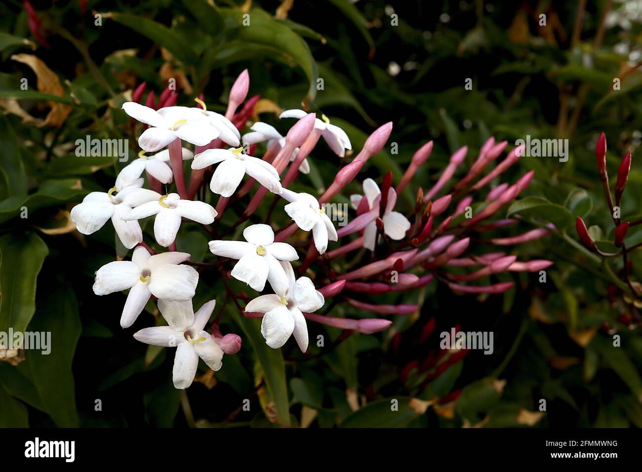 Jasminum officinale ‘Inverleith’ Jasmine Inverleith – piccoli fiori bianchi profumati e boccioli di fiori rosa scuro, maggio, Inghilterra, Regno Unito Foto Stock