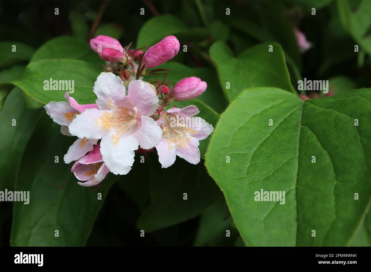 Kolkwitzia / Linnaea amabilis ‘Nuvola Rosa’ Beauty Bush Nuvola Rosa – fiori bianchi a forma di campana con gola a motivi gialli e petali rosa, maggio Foto Stock