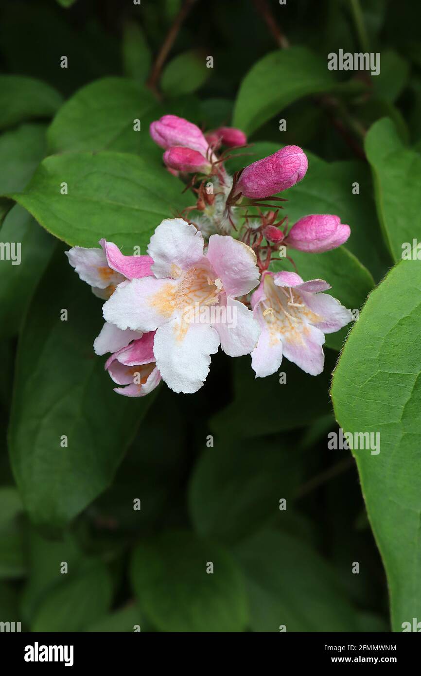 Kolkwitzia / Linnaea amabilis ‘Nuvola Rosa’ Beauty Bush Nuvola Rosa – fiori bianchi a forma di campana con gola a motivi gialli e petali rosa, maggio Foto Stock