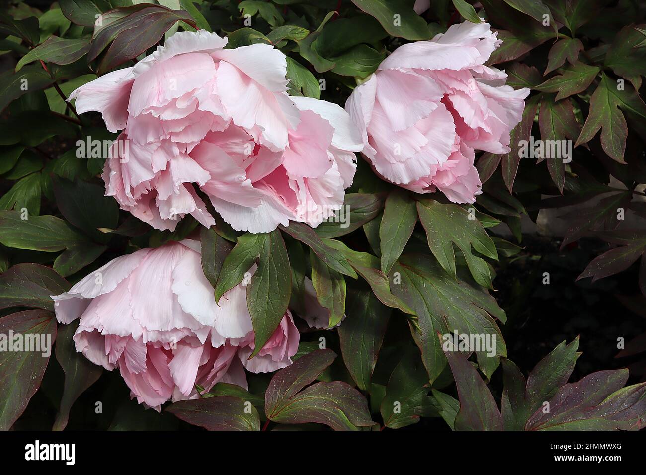 Paeonia suffruticosa ‘Hana-kisoi’ Peonia Hana-kisoi – enormi fiori rosa pallidi che si diplomano al centro rosa medio, maggio, Inghilterra, Regno Unito Foto Stock