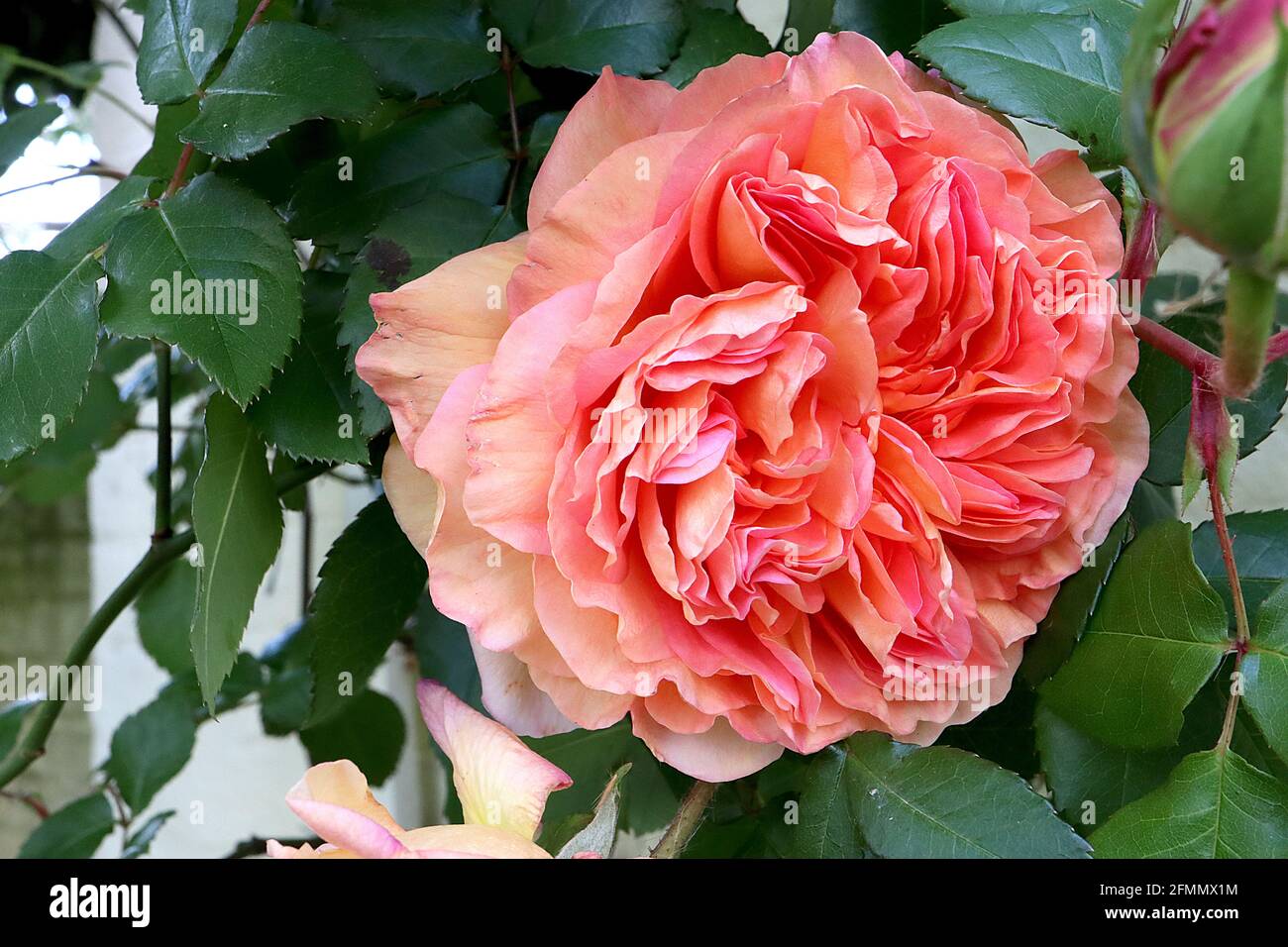 Rosa duchessa di Cornovaglia Rosa ‘D(HT) – un quarto di fiori di pesche fortemente profumati forma di fiore, maggio, Inghilterra, Regno Unito Foto Stock