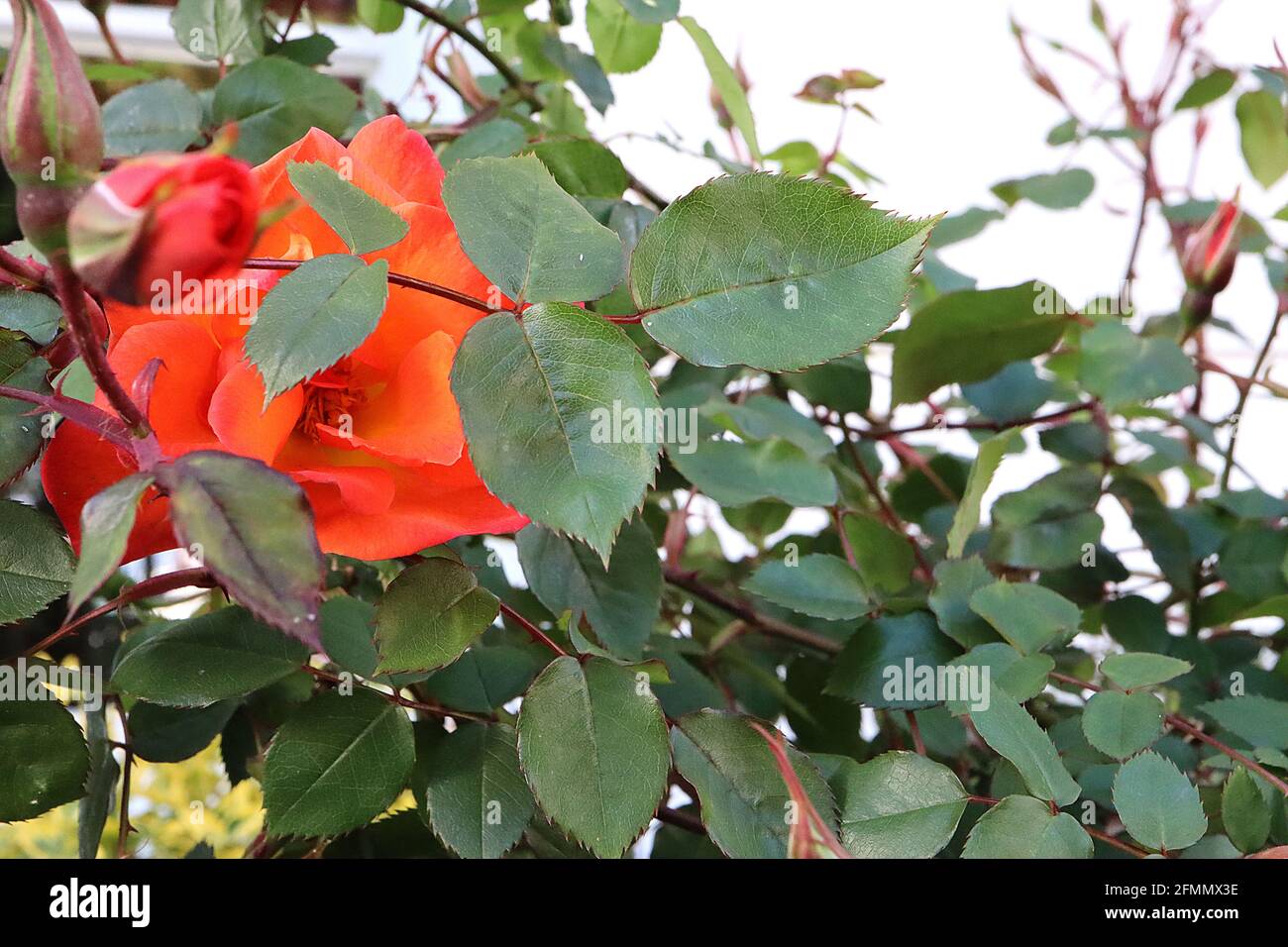 Rosa ‘Warm Welcome’ (Clmin) Rose Warm Welcome – fiori semi-doppi arancio profondo, maggio, Inghilterra, Regno Unito Foto Stock