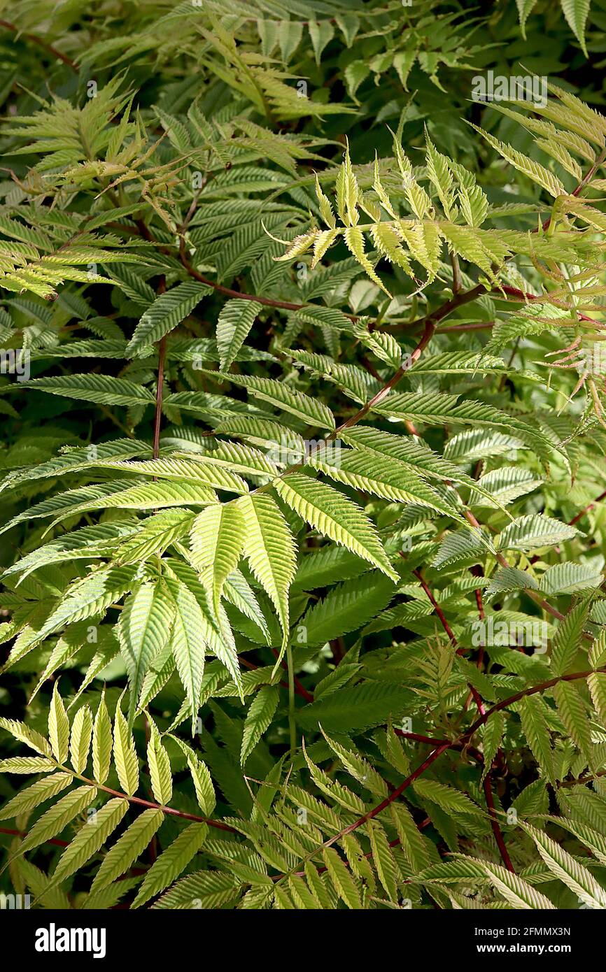 Sorbaria sorbifolia ‘Sem’ Sorbaria SEM – foglie verdi gialle a coste con tinte di bronzo, fogliame simile a felce, maggio, Inghilterra, Regno Unito Foto Stock