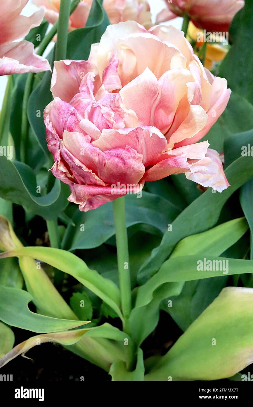Tulipa ‘la Belle Époque’ Double Early 2 la Belle Epoque tulip – albicocca e fiori doppi di bronzo, costola centrale pallida, Foto Stock