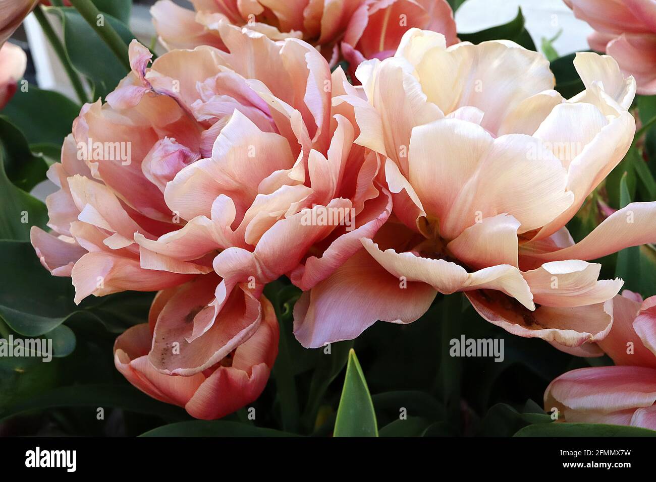 Tulipa ‘la Belle Époque’ Double Early 2 la Belle Epoque tulip – albicocca e fiori doppi di bronzo, costola centrale pallida, Foto Stock
