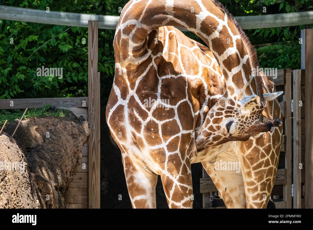 Giraffe (Giraffa camelopardalis) che si inancarono nell'habitat Africano Savanna all'interno dello Zoo Atlanta ad Atlanta, Georgia. (STATI UNITI) Foto Stock