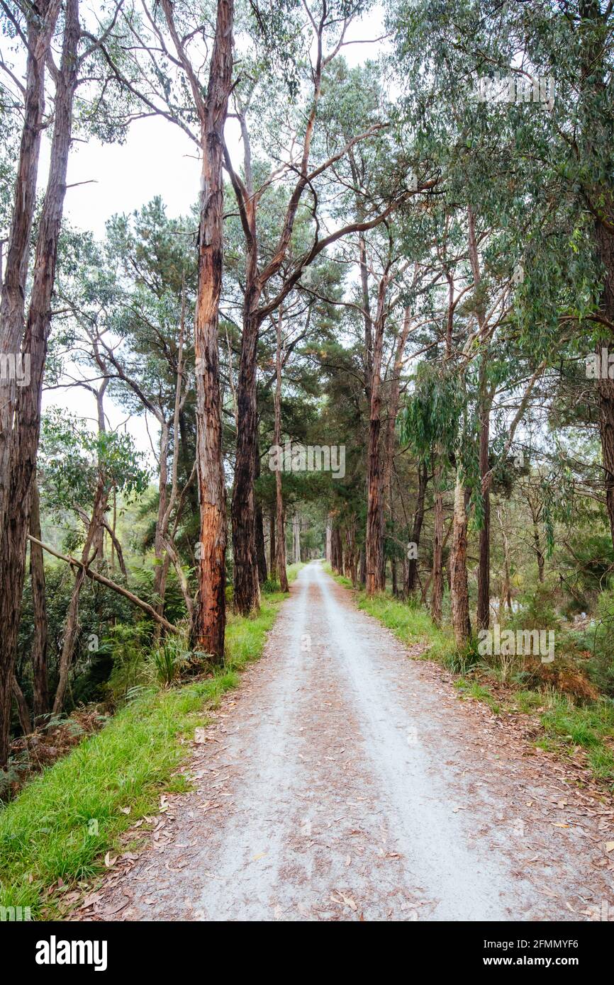 Da Lilydale a Warburton Rail Trail in Australia Foto Stock