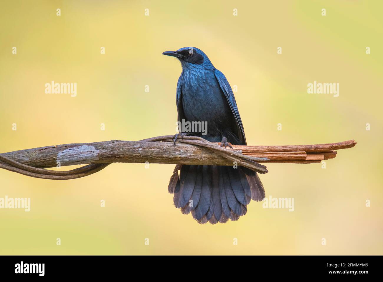 Blue Mockingbird melanotis caerulescens El Tuito, Jalisco, Messico 28 marzo 2021 Adulto Mimidae Foto Stock