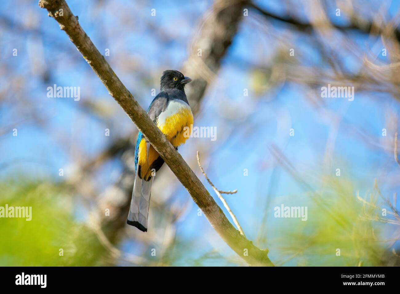 Citreoline Trogon Trogon citreolus El Tuito, Jalisco, Messico 28 marzo 2021 Maschio adulto Trogonidae Foto Stock