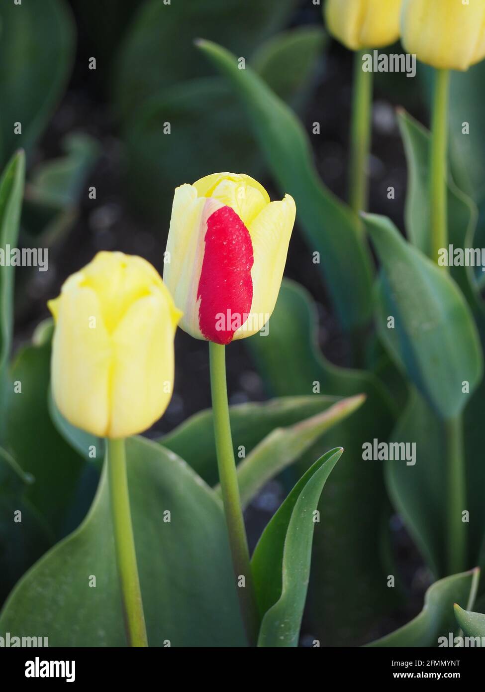 Bellissimo scatto di tulipani gialli con striature rosse e alti foglie che li circondano in un campo Foto Stock