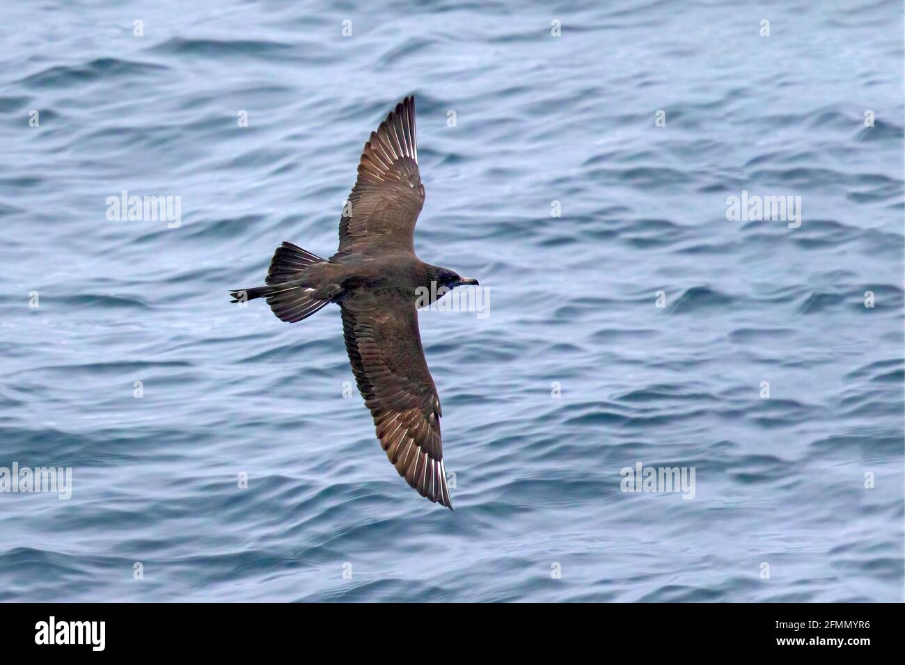 Pomarine Jaeger Stercorarius pomarinus 20 mi NW Brookings, Oregon, USA 21 ottobre 2018 Morph scuro adulto Stercorariidae Foto Stock