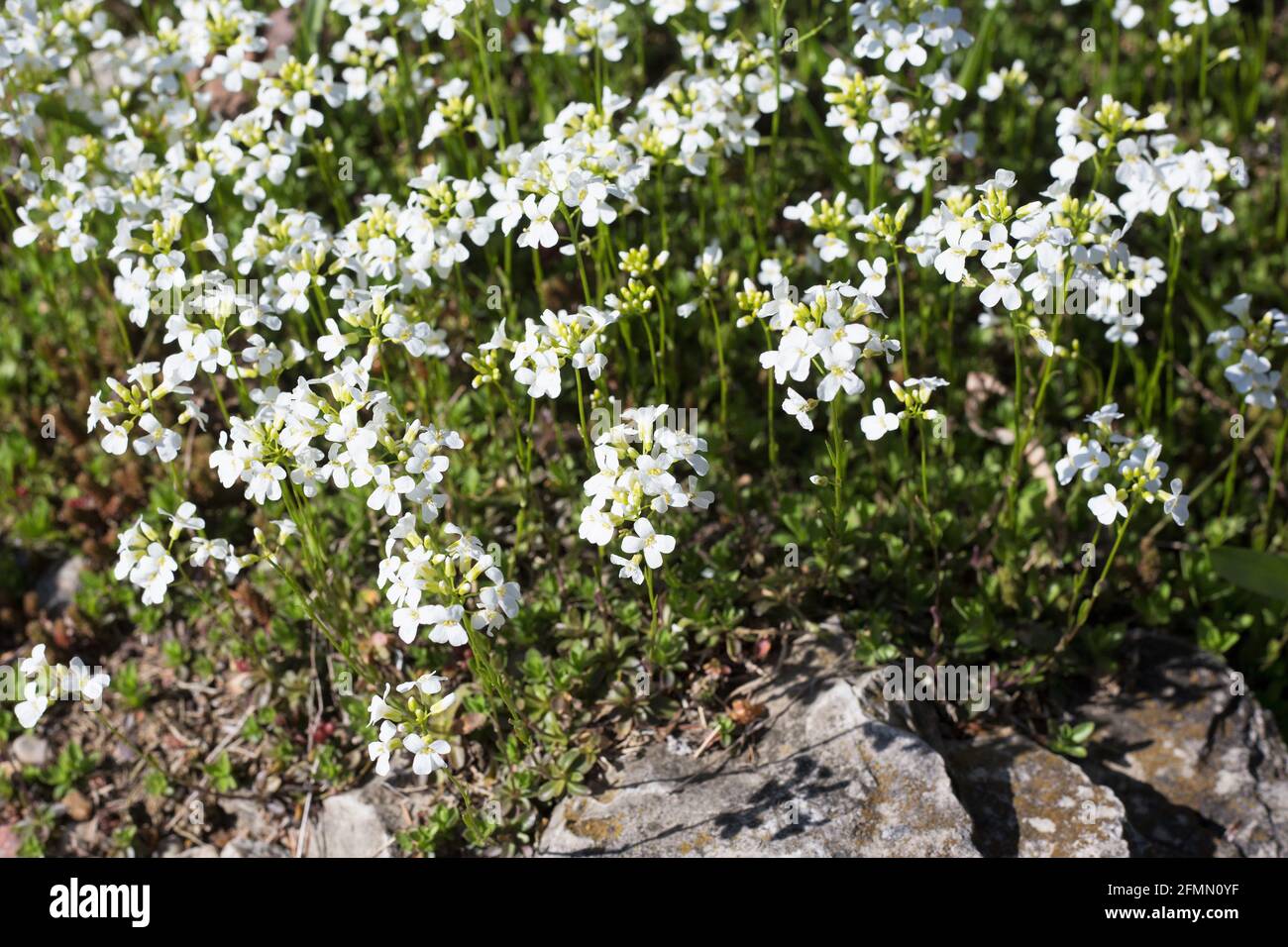 Arabis sturii - rockcress strisciante. Foto Stock
