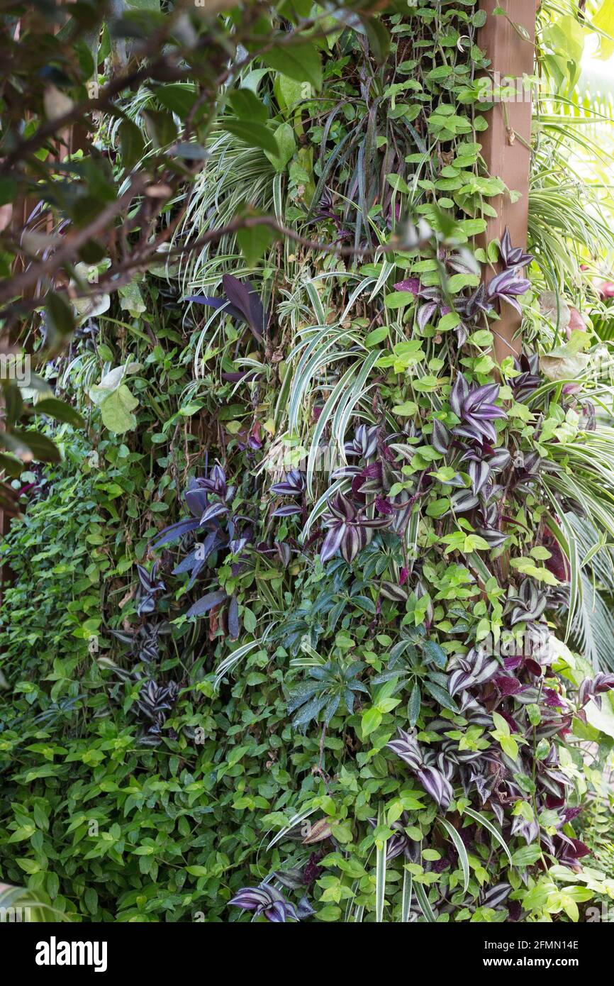 Un giardino a parete verticale con una varietà di piante. Foto Stock