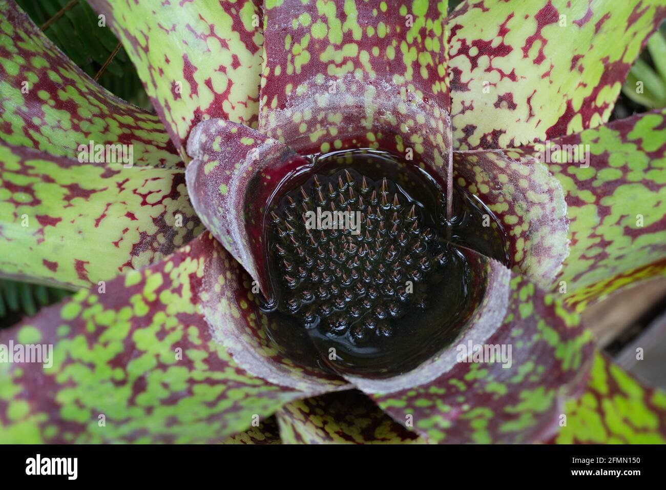Acqua nella 'tazza' di una pianta di bromeliad. Foto Stock