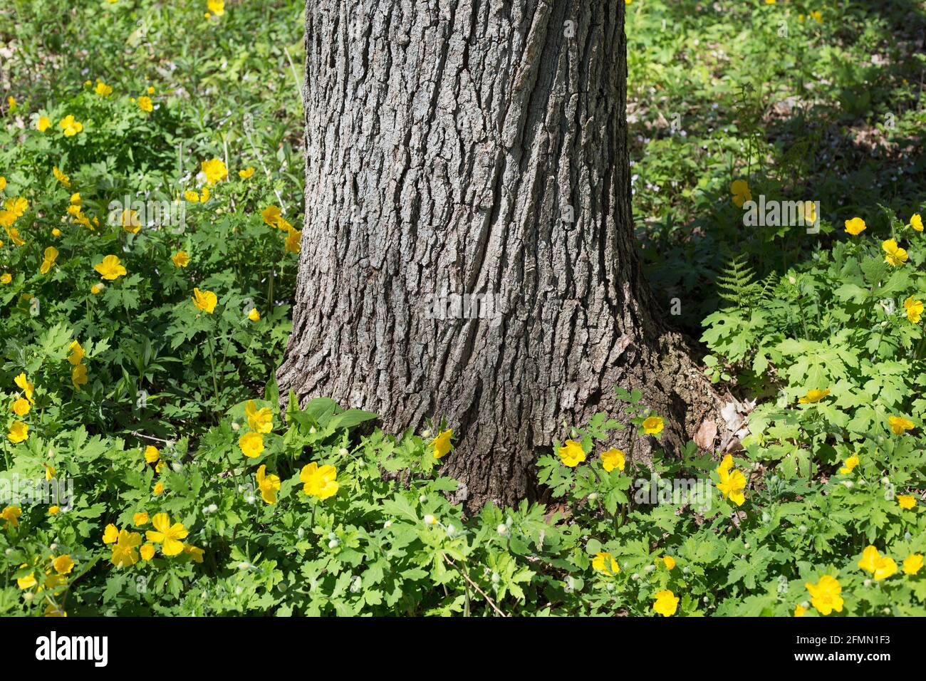 Stylophorum difyllum - papavero celandino - crescere intorno al tronco di un Quercus bicolore - palude quercia bianca. Foto Stock