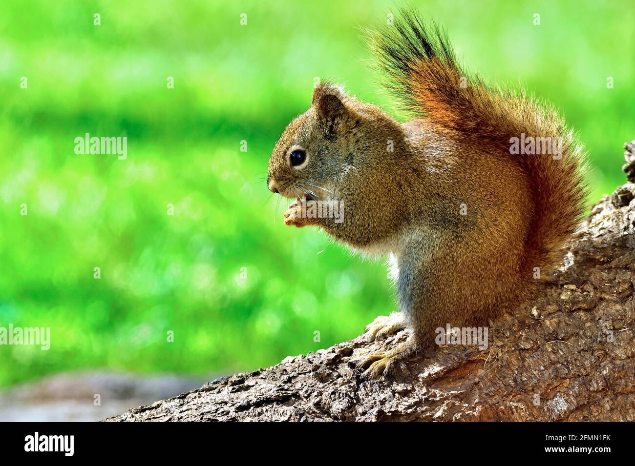 Una vista laterale ravvicinata di uno scoiattolo rosso selvaggio 'Tamiasciurus hudsonicus', che mangia una noce su una radice di abete rosso nella campagna Alberta Canada. Foto Stock