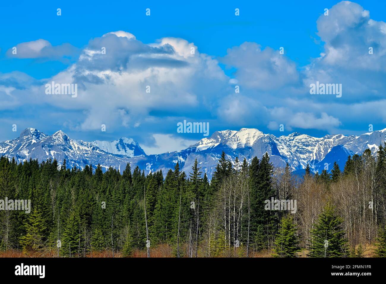 Un'immagine paesaggistica delle montagne rocciose dell'Alberta in primavera  con foglie non ancora sugli alberi decidui e la neve lentamente si scioglie  dalle montagne rocciose Foto stock - Alamy