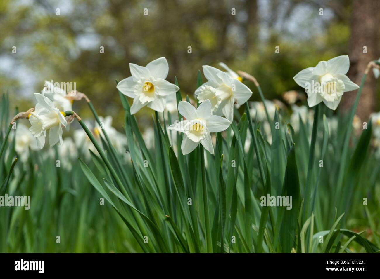 Narciso. Fiori bianchi di narcisi in primavera. REGNO UNITO Foto Stock