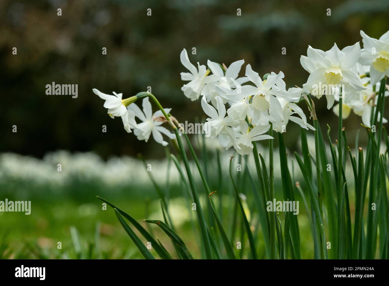 Narciso. Fiori bianchi di narcisi in primavera. REGNO UNITO Foto Stock