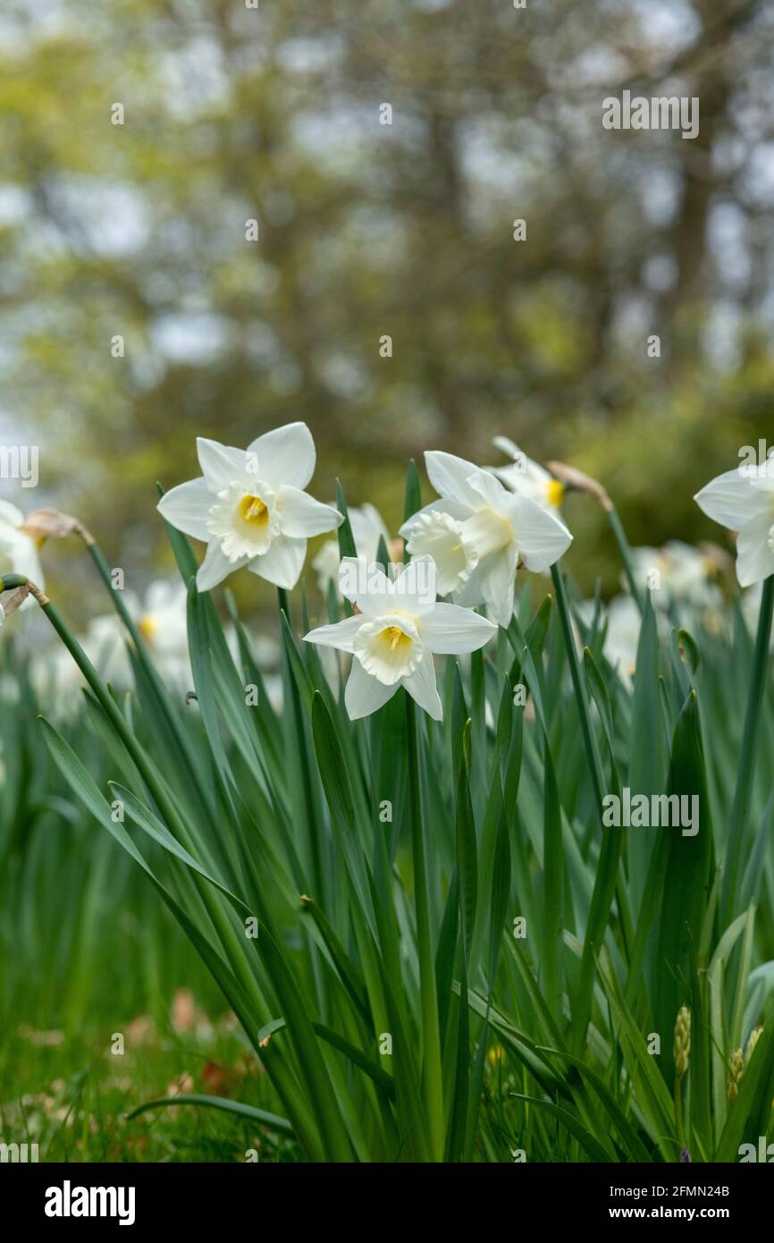 Narciso. Fiori bianchi di narcisi in primavera. REGNO UNITO Foto Stock
