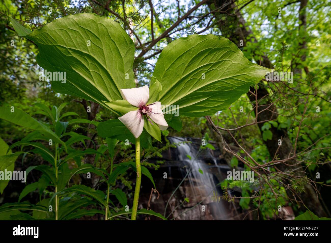 Trillium (Trillium rugelii) vicino a Slick Rock Falls, Pisgah National Forest, Brevard, North Carolina, USA Foto Stock